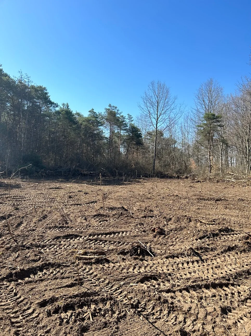 Freshly cleared woodland lot under a clear sky