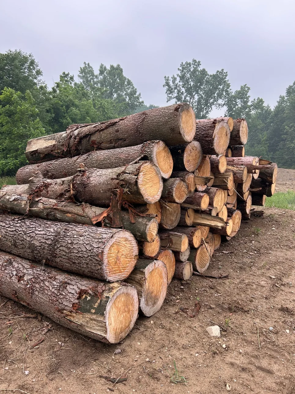 Stacked timber logs